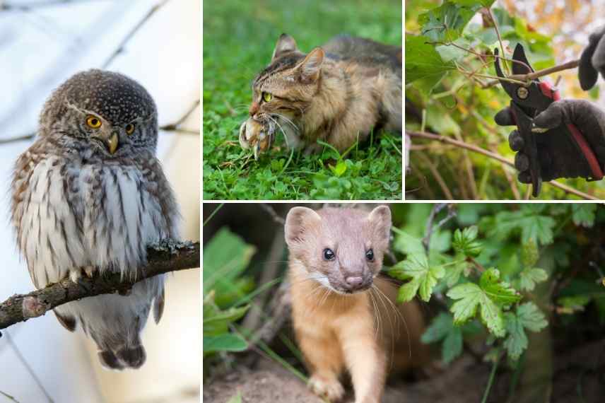 Protéger les nids des oiseaux des predateurs, protection oiseaux predateurs