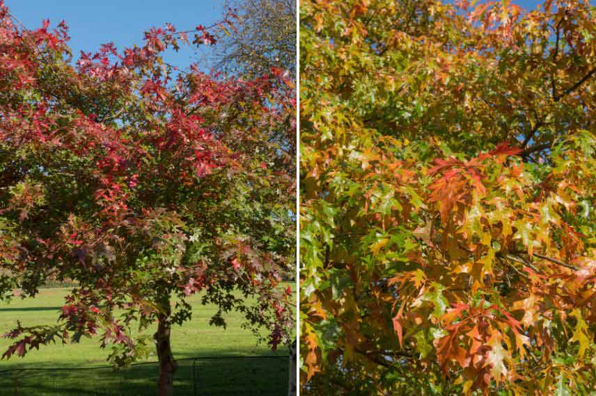 Choisir son grand arbre pour le bord de l'eau - Gamm vert