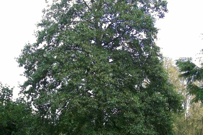 arbres et arbustes à planter au bord de l'eau