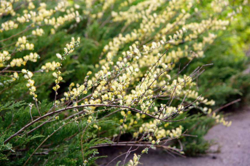 arbres et arbustes à planter au bord de l'eau