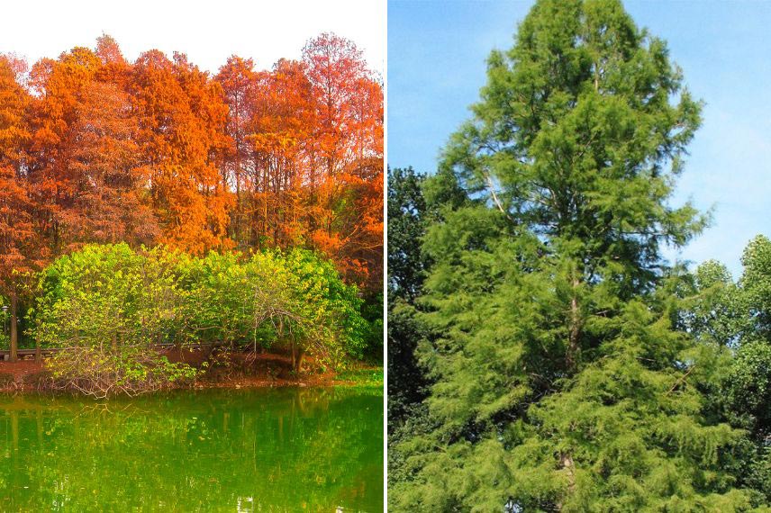 arbres et arbustes à planter au bord de l'eau