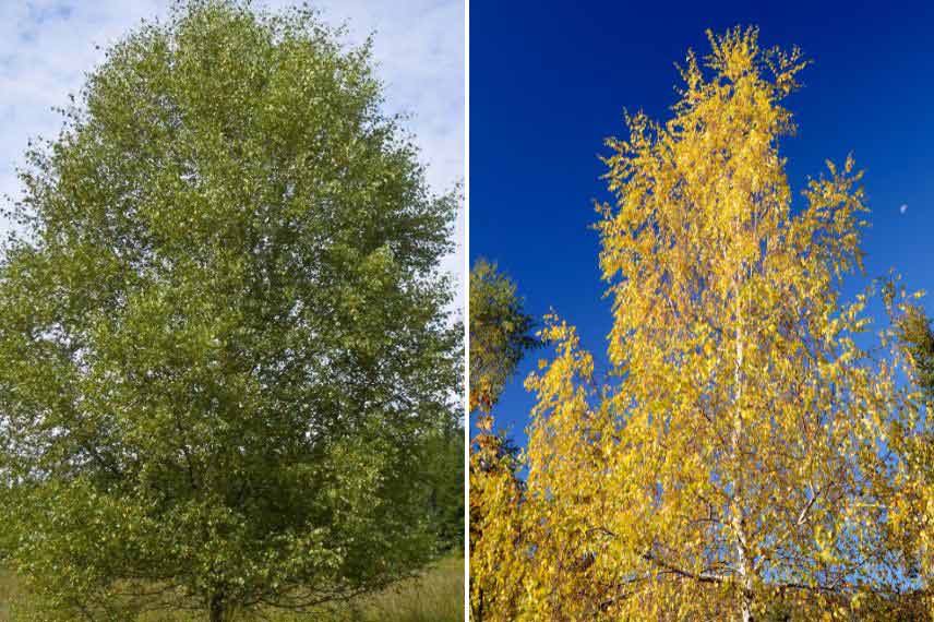 arbres et arbustes à planter au bord de l'eau