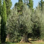 7 Arbres méditerranéens