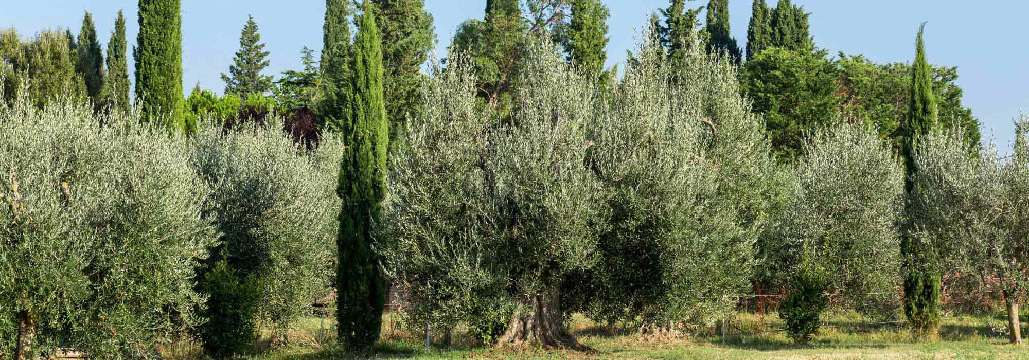 7 Arbres méditerranéens