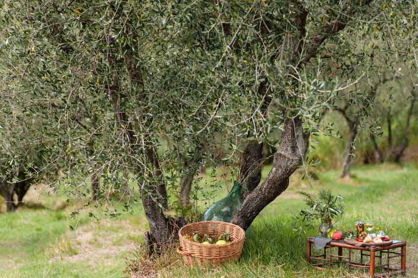 arbres méditerranéens