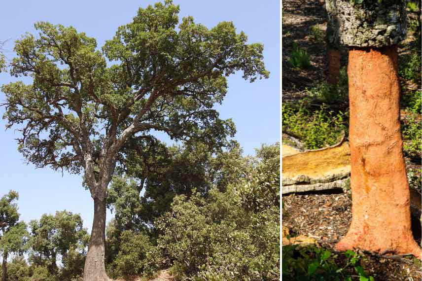 arbres méditerranéens