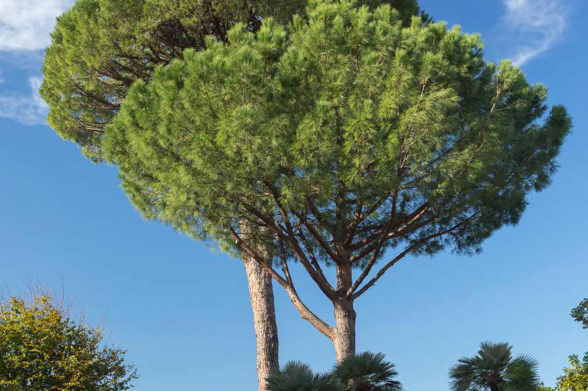 arbres méditerranéens