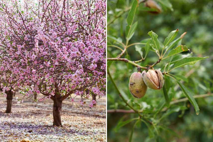 arbres méditerranéens