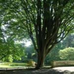 Tourisme végétal : des arbres remarquables à voir en Pays de la Loire