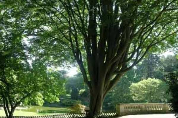 Tourisme végétal : des arbres remarquables à voir en Pays de la Loire