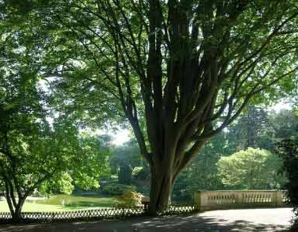 Tourisme végétal : des arbres remarquables à voir en Pays de la Loire