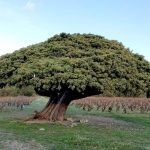 Tourisme végétal : des arbres remarquables à voir en Occitanie