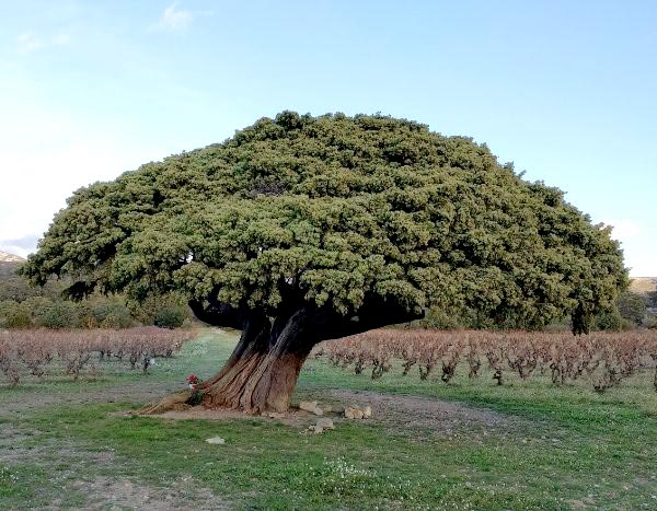 Tourisme végétal : des arbres remarquables à voir en Occitanie