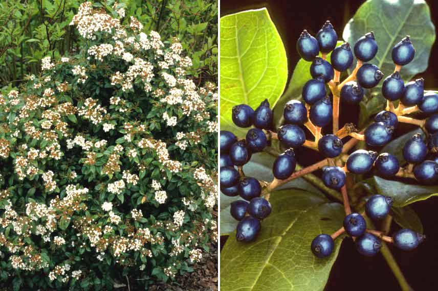 Arbustes méditerranéens Viburnum tinus