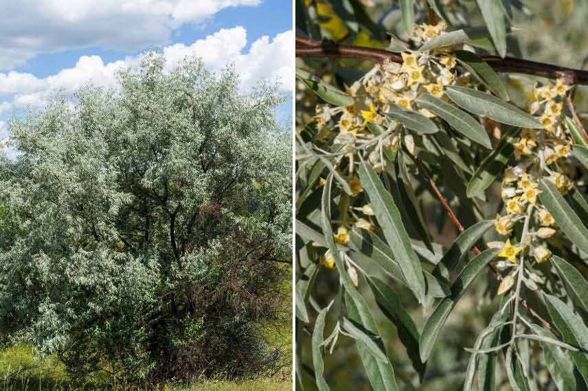 Arbustes méditerranéens Elaeagnus angustifolia