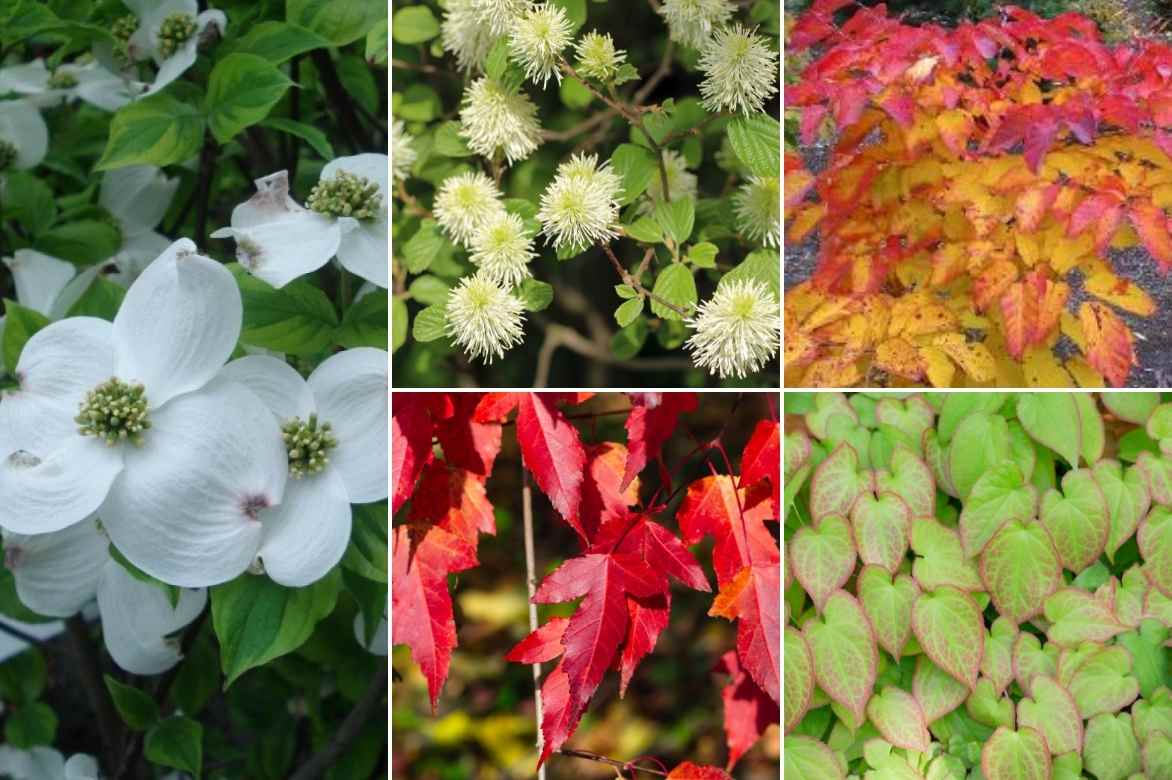 Cornus florida, Cornus de floride, Cornus à fleurs, Cornus florida plantation culture entretien