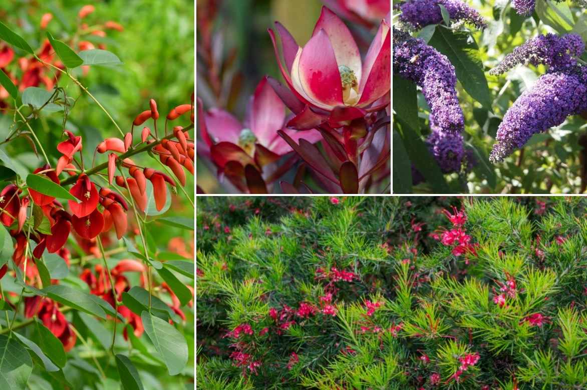 Erythrina, arbre corail, crête de coq, arbre floraison rouge