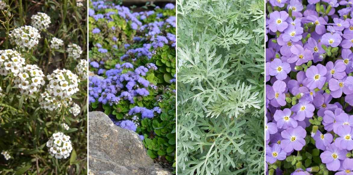 Lobularia alysse odorant, alysse maritime