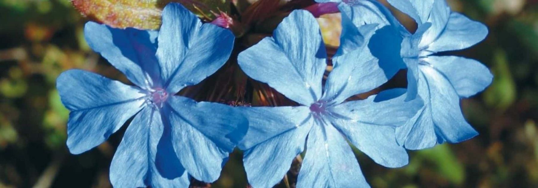 Associer le Ceratostigma