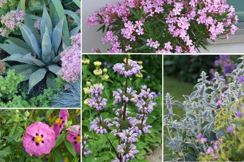 association phlomis jardin méditerranéen