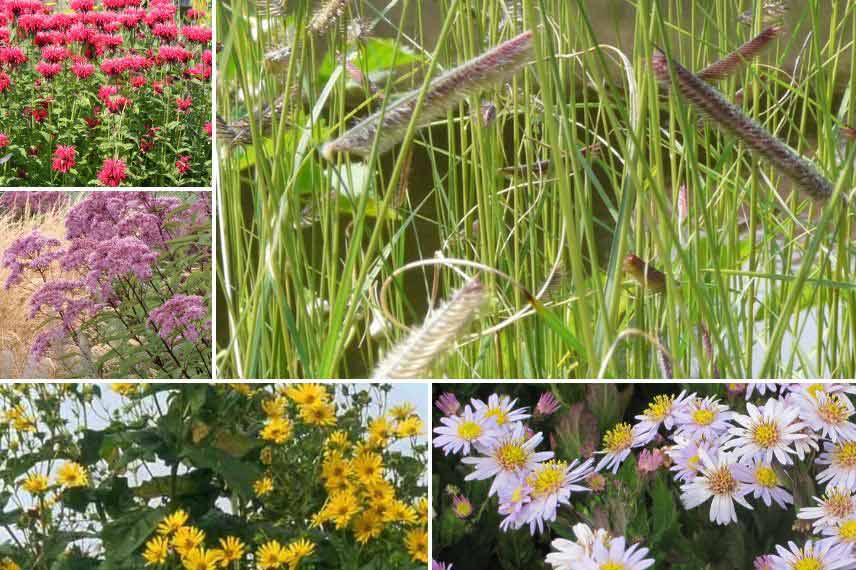 idées d'associations bouteloua prairie naturaliste