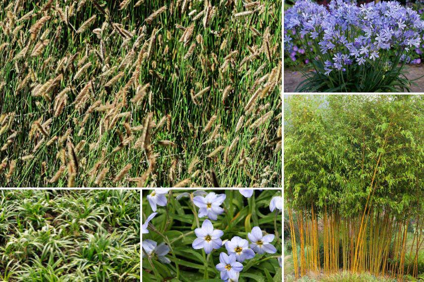 idées d'associations bouteloua jardin urbain