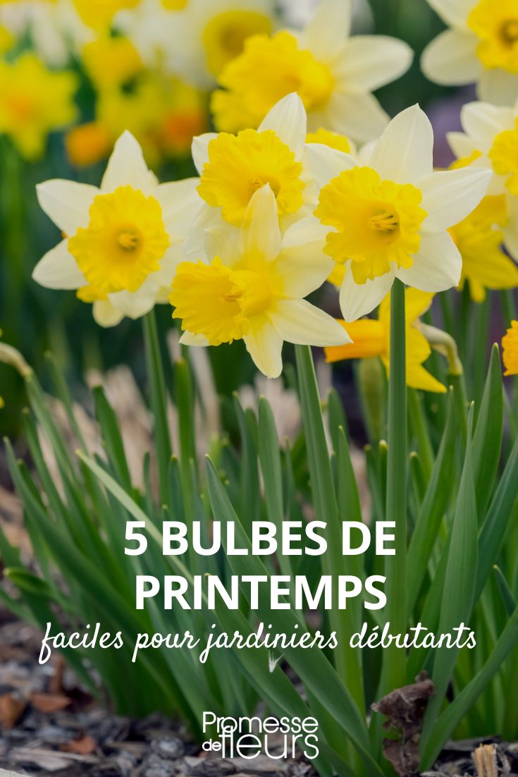 Bulbes de printemps et d'hiver, des fleurs pour chaque mois