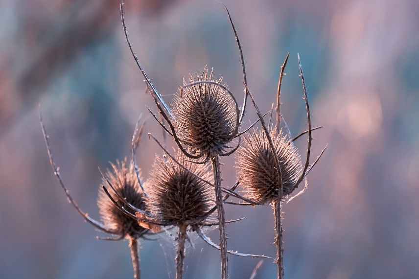 fleurs belles en hiver, fleurs sechees automne hiver, fleurs decoratives automne hiver, fleurs fruits graines graphiques, fleurs photogeniques, fleur fanées automne hiver