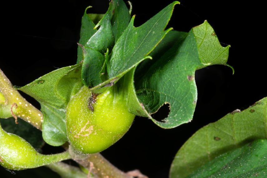 châtaignier maladies