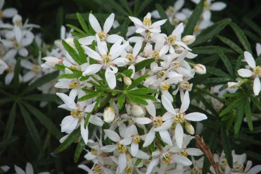 plantes blanches parfumees odorantes balcon terrasse pot