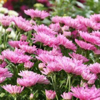 5 idées pour associer les Chrysanthèmes