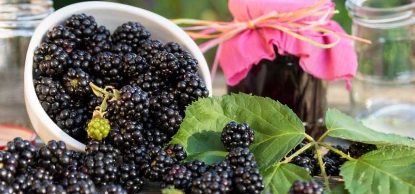 confiture maison fruit populaire facile