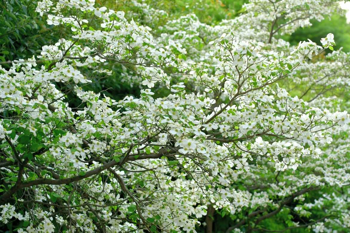 Cornus florida, Cornus de floride, Cornus à fleurs, Cornus florida plantation culture entretien