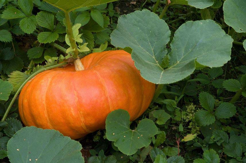 Récolter et conserver les courges