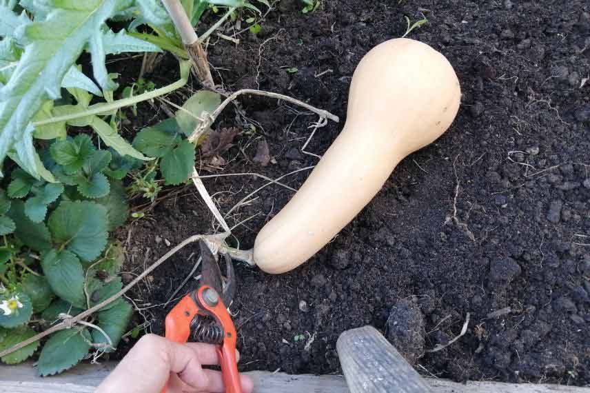 Récolter et conserver les courges