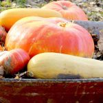 Récolter et conserver les courges