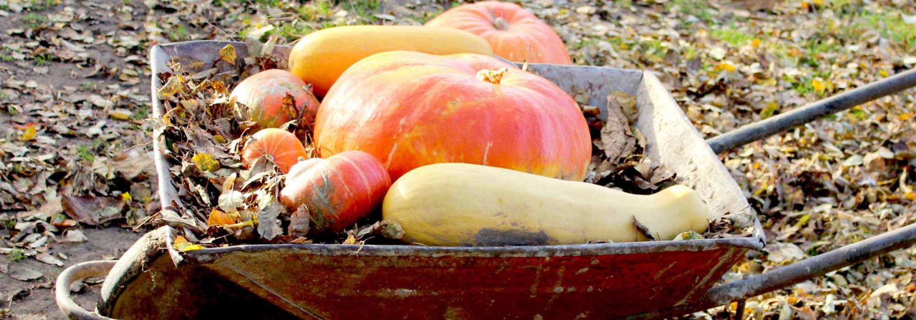 Récolter et conserver les courges