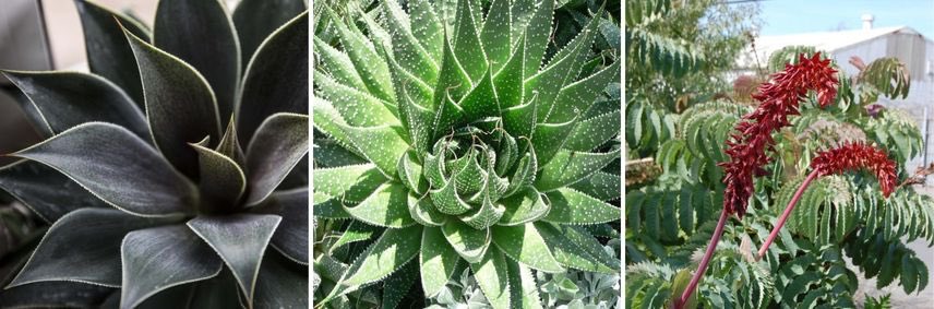 agave 