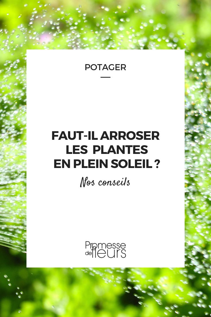 faut-il arroser les plantes en plein soleil