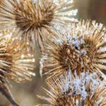 Les fleurs fanées décoratives en hiver