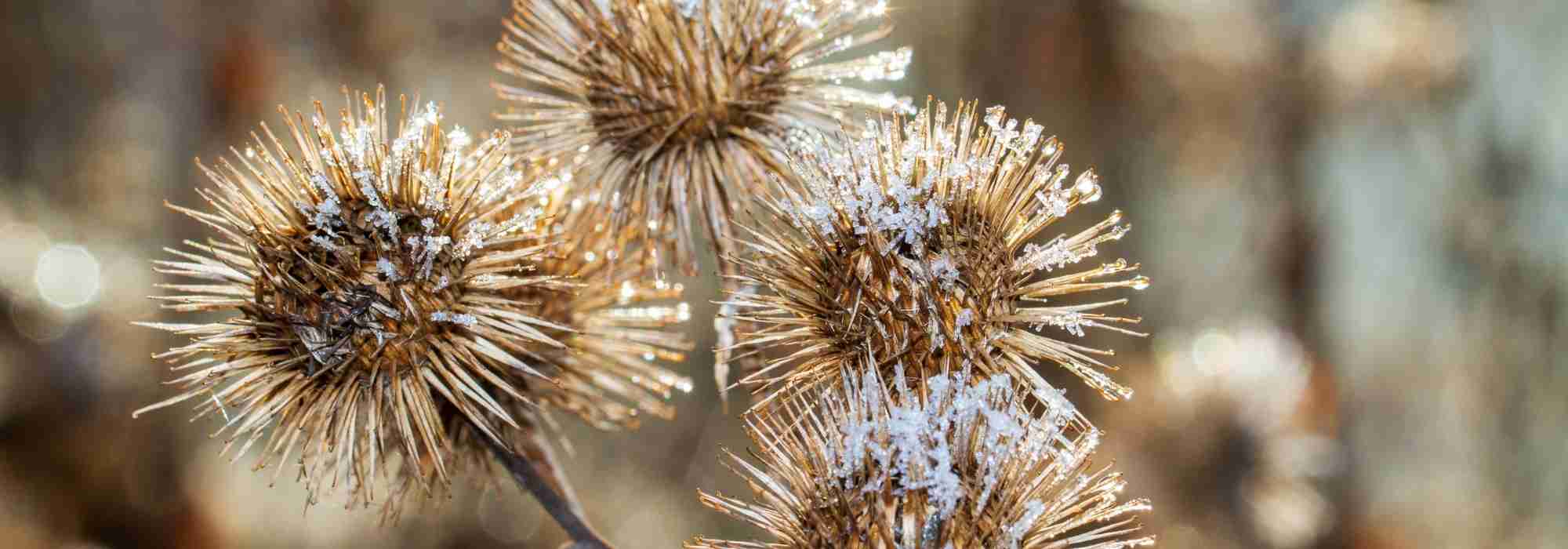 Les fleurs fanées décoratives en hiver