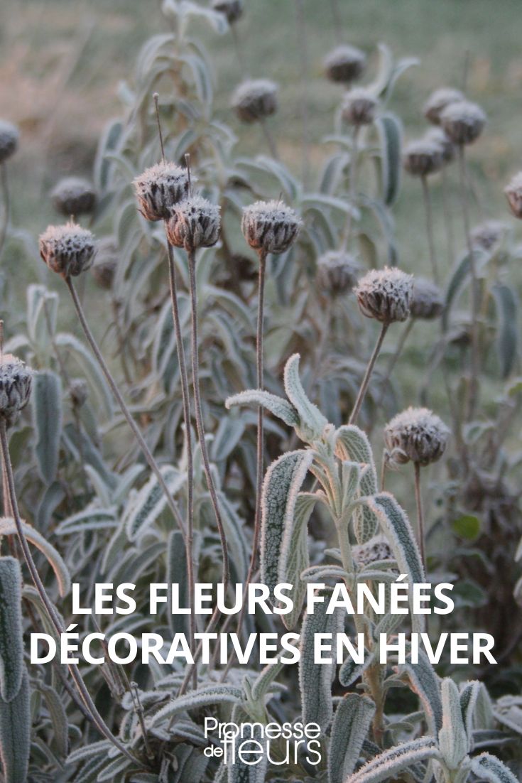 fleurs fanees decoratives en hiver