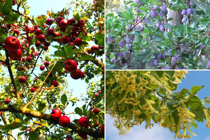 forêt jardin, foret comestible