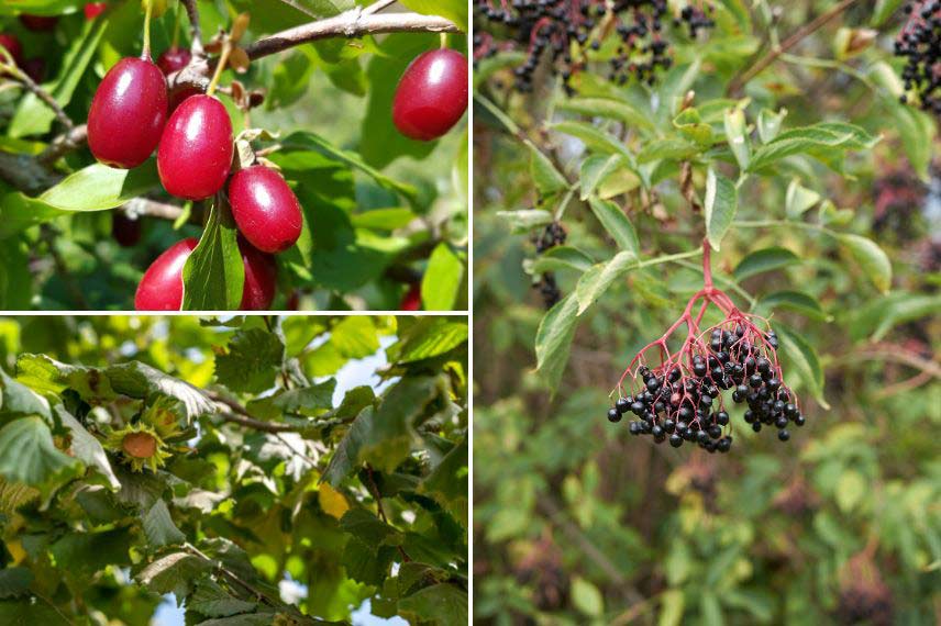 forêt jardin, foret comestible