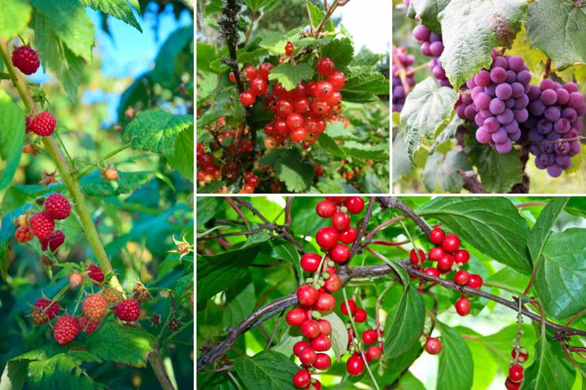 forêt jardin, foret comestible