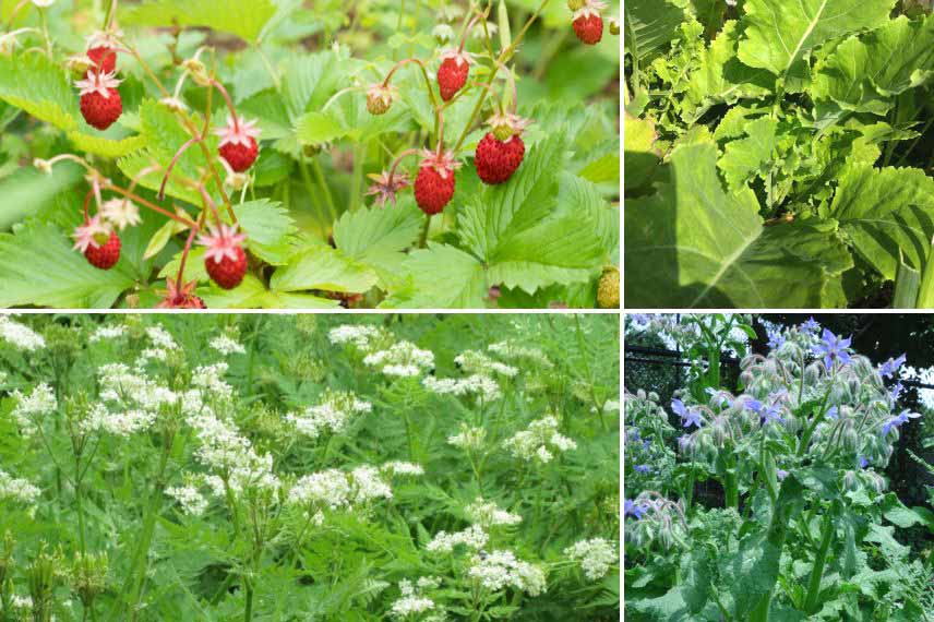 forêt jardin, foret comestible