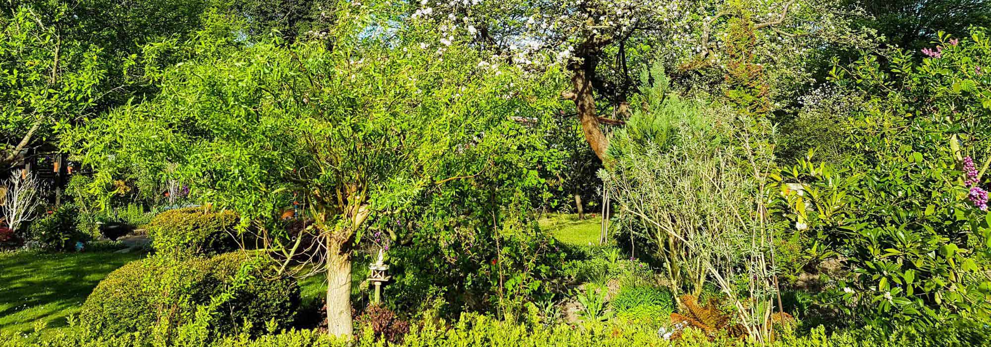 Comment créer une forêt jardin ?