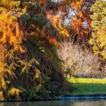 7 arbres et arbustes à planter au bord de l'eau