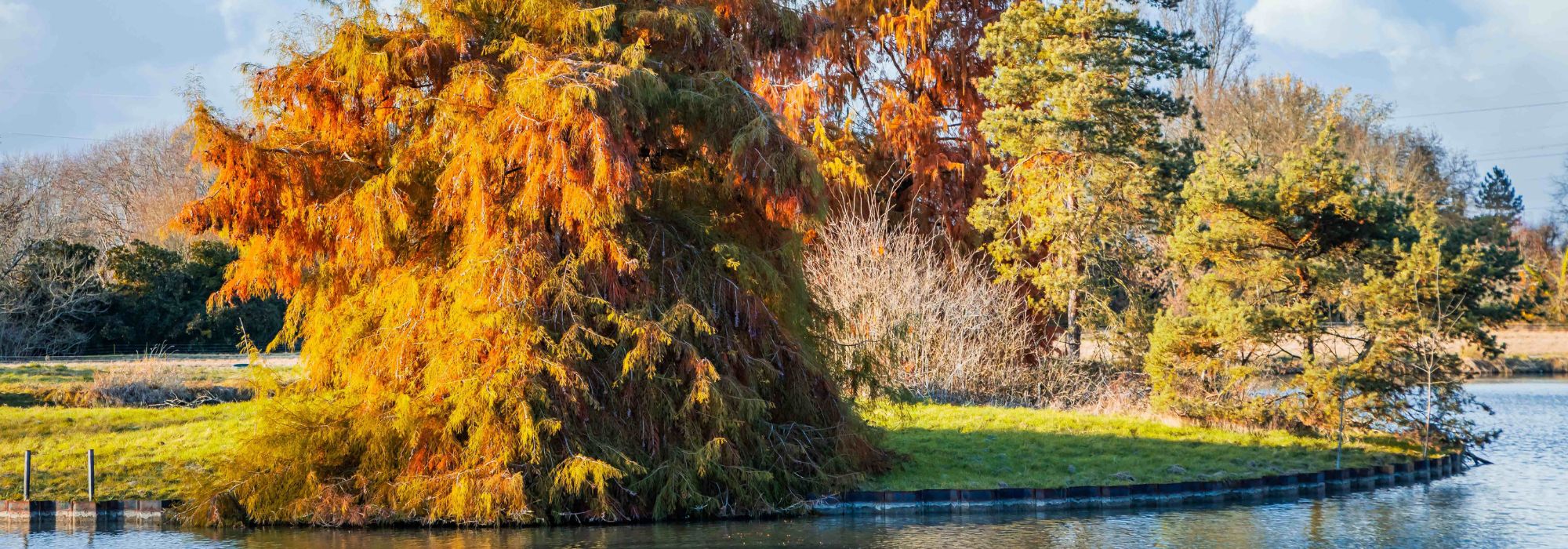 7 arbres et arbustes à planter au bord de l'eau