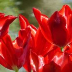Tulipe fleur de Lis : la plus gracieuse